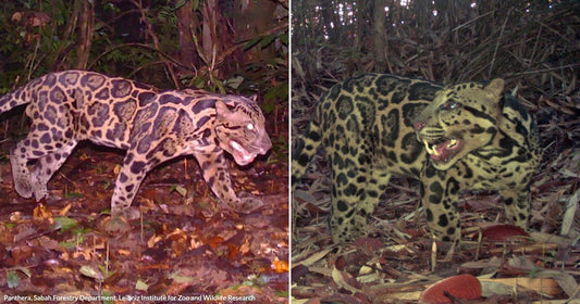 On the left, a clouded leopard stalks through a dark forest floor covered in fallen leaves; on the right, a clouded leopard snarls amid dense woodland undergrowth.