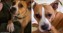 On the left, a tan-and-white pit bull mix sits on a couch, resting a paw on a cushion; on the right, the same dog lies on a bed with text.