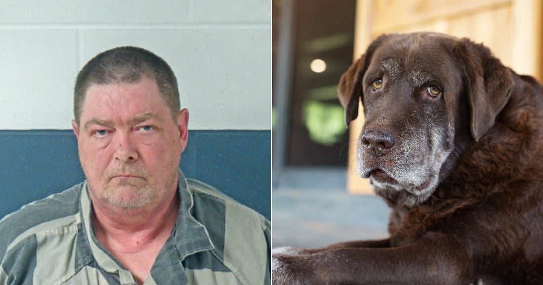 On the left, a middle-aged man with short gray hair and stubble poses against a blue-gray wall; on the right, an elderly chocolate Labrador rests on a porch.
