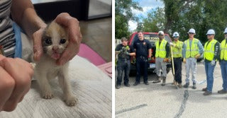 On the left, a tiny calico kitten with its tongue out is held by a person's hands over a white towel; on the right, a group of workers in yellow.