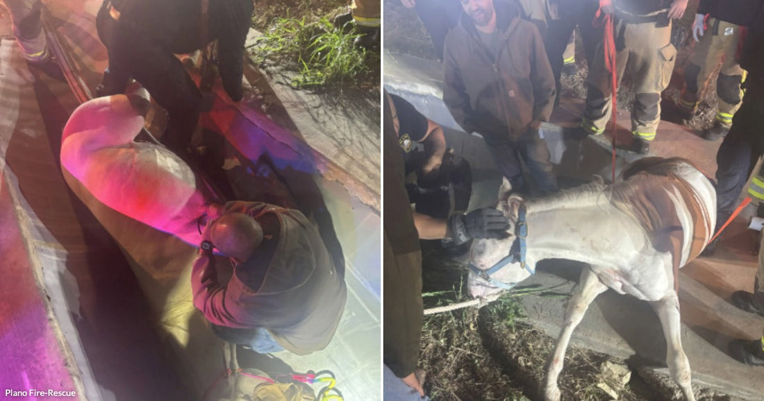On the left, a person leans into a confined space helping a horse; on the right, firefighters assist an injured pinto horse standing outdoors.