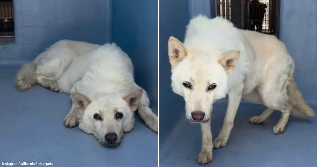 On the left, a fluffy white dog lies resting on a blue floor in a shelter kennel; on the right, the same white dog stands with head lowered, appearing anxious.