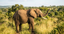 An elephant walking through tall grass in a lush green landscape.