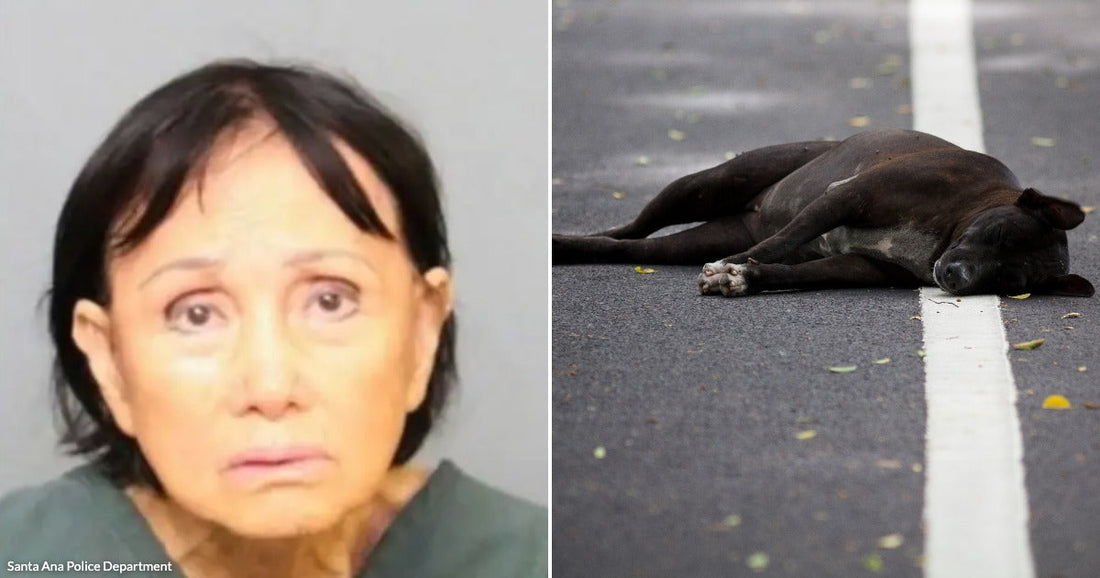  On the left, a middle-aged woman with dark hair poses against a gray background; on the right, a dark brown dog lies motionless on a road.