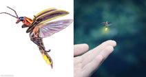 On the left, detailed illustrations show a firefly from above and in flight; on the right, a firefly glows yellow-green as it hovers above an outstretched human hand outdoors.
