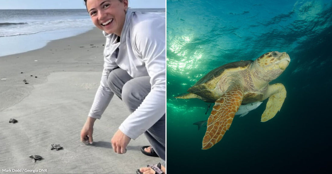 On the left, a smiling person crouches on a beach releasing baby sea turtles toward the ocean; on the right, an adult loggerhead sea turtle swims underwater.