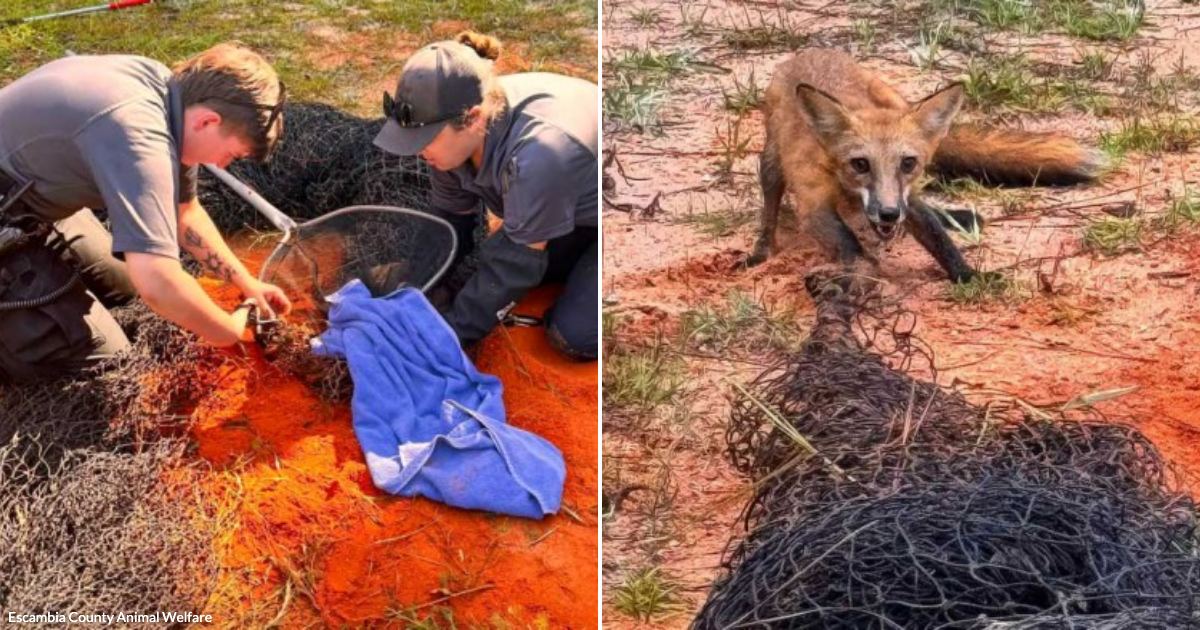 Red Fox Cannot Escape the Netting Tightening Around Him Until Someone ...