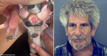 On the left, a small dog's injured paw is held open showing a wound; on the right, an older gray-haired man with a beard poses against a plain background.
