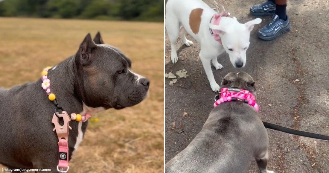 On the left, a gray pit bull wearing a pink beaded collar poses outdoors; on the right, a white dog sniffs a gray pit bull on a dirt path.