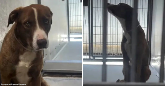 On the left, a brown and white pit bull mix sits facing the camera in a shelter kennel; on the right, a darker dog peers longingly through kennel bars.