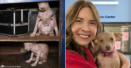 On the left, two hairless dogs huddle inside a wooden cabinet; on the right, a smiling woman in red holds a healthy tan puppy at an adoption center.