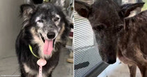 On the left, a fluffy black and grey senior dog with tongue out wears a green harness indoors; on the right, a mange-affected dog with patchy fur stands near a.