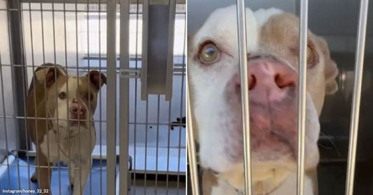 On the left, a tan and white dog stands in a shelter kennel behind metal bars; on the right, a close-up of the same dog pressing its face against the bars.