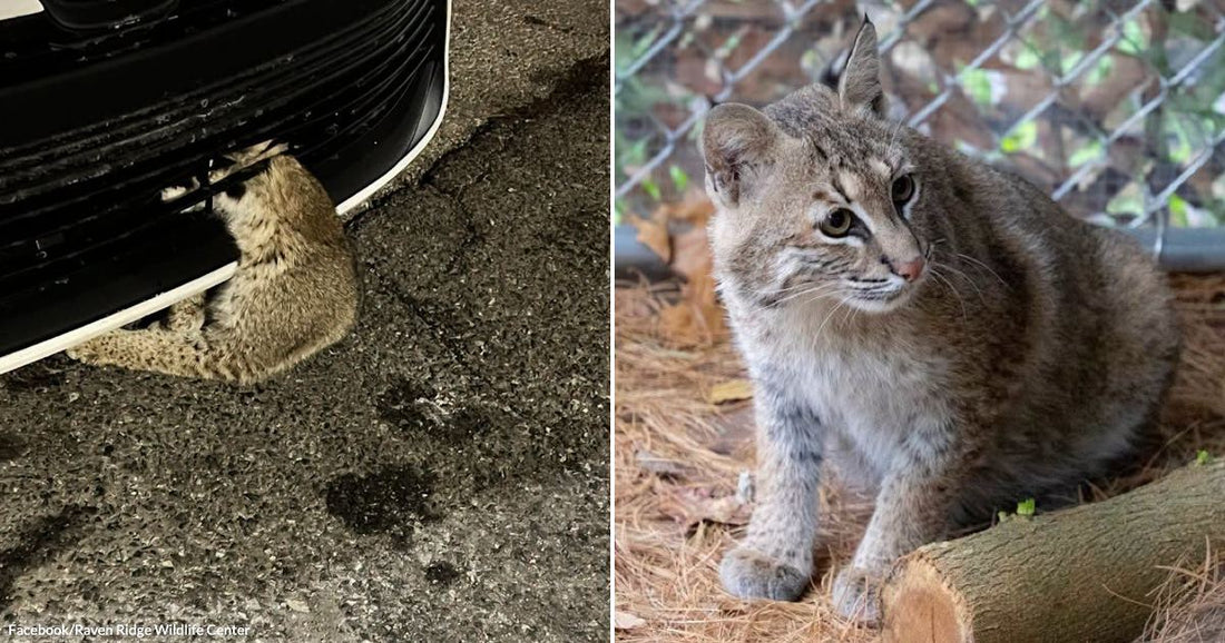 On the left, a small wild cat is wedged inside a car's front bumper at night; on the right, a bobcat sits alertly in an outdoor enclosure.