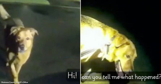 Split image: dog standing alert in the dark on the left, and the same dog lit by a bright flashlight on the right with partial caption text visible.