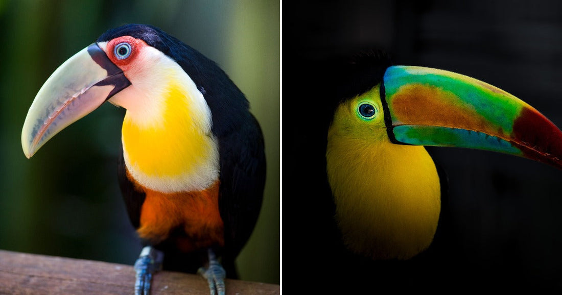 Close-up of a colorful toucan perched on a branch, showing its large pale beak and bright yellow chest. Profile of a keel-billed toucan against a dark background, highlighting its vibrant multicolored beak.