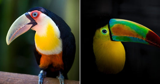 Close-up of a colorful toucan perched on a branch, showing its large pale beak and bright yellow chest. Profile of a keel-billed toucan against a dark background, highlighting its vibrant multicolored beak.