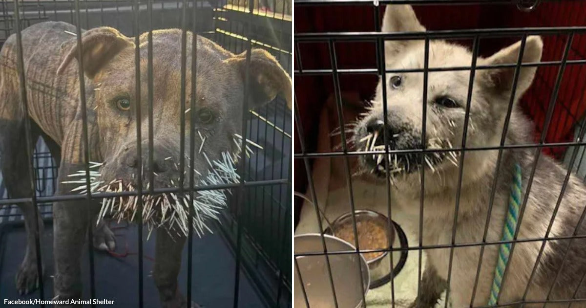 Rescuers Count 673 Porcupine Quills Between Two Dogs Who Endured Them for Days