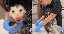 On the left, a Virginia opossum is held by blue-gloved hands indoors; on the right, a tattooed woman wearing blue gloves examines an opossum on a white surface.