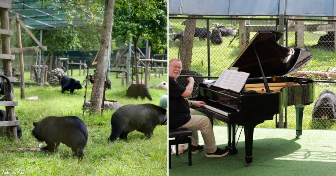  On the left, several black bears roam a green enclosure with wooden structures; on the right, an older man plays a grand piano outdoors near a bear habitat.