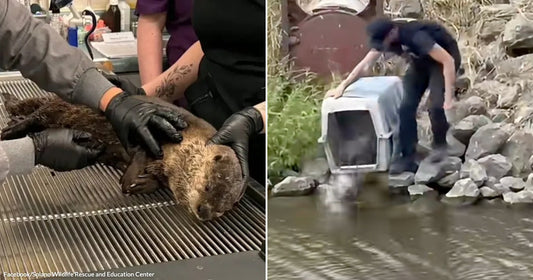 On the left, two gloved workers examine a small otter on a metal grate; on the right, a person releases an animal from a crate into a rocky stream.