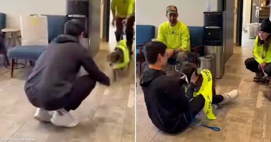 On the left, a person in a black hoodie crouches toward a small dog wearing a yellow vest in an indoor hallway; on the right, the same person sits on.
