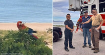 Side-by-side feature image for the “cw-scarlet-macaw-rescue-on-elberta-bluffs-rope-team-brings-blaze-home” campaign.
