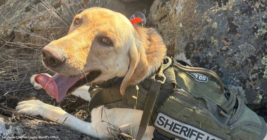 A yellow Labrador wearing a green Sheriff K-9 vest rests among large lichen-covered rocks outdoors.