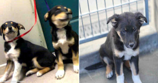 On the left, two black-and-tan puppies sit side by side indoors, one wearing a red leash; on the right, a fluffy black-and-tan puppy sits alone near a metal fence outdoors.