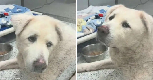 On the left, a white dog rests on a table near a food bowl; on the right, the same dog licks its nose beside the bowl.