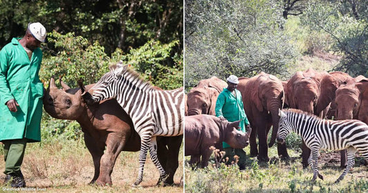 On the left, a man in a green coat stands beside a young rhino and zebra outdoors; on the right, the same trio walks among red-dusted elephants.