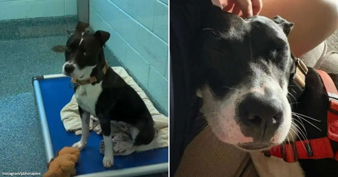 On the left, a black-and-white dog sits on a blue cot in a shelter kennel; on the right, a dark gray dog wearing a red harness rests contentedly against a.