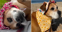 Shelter Dog Plants Her Feet Because the Person She Trusts Is Walking Away