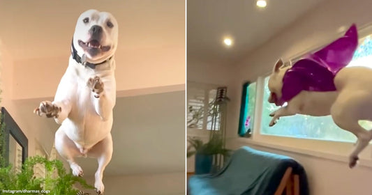 On the left, a white and tan pit bull leaps upward indoors, paws raised, mouth open in a grin; on the right, the same dog soars wearing a purple cape.