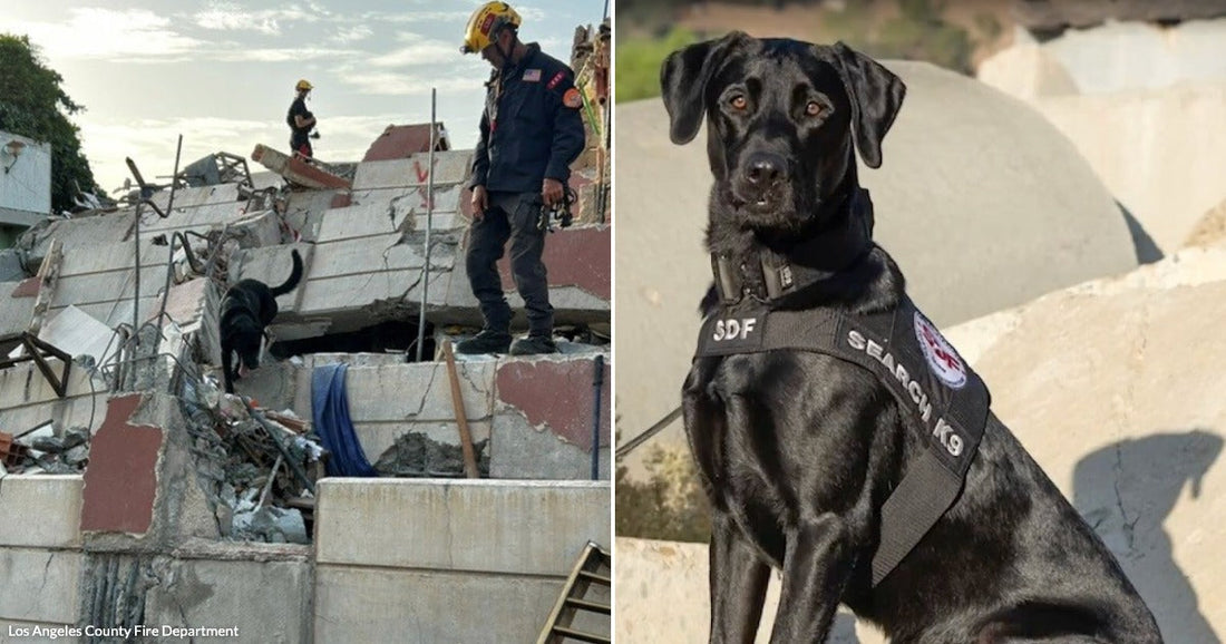 On the left, rescue workers and a black dog search collapsed building rubble; on the right, a black Labrador in an "SDF Search K9" vest sits alertly outdoors.