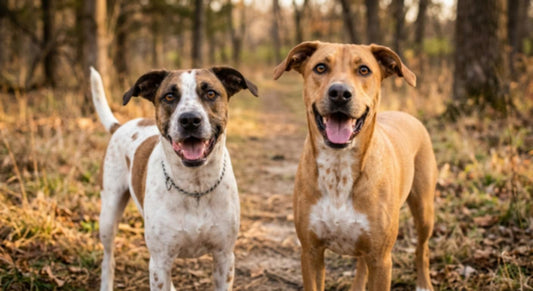Two medium-sized dogs standing side by side on a wooded path, both looking at the camera with open mouths and relaxed, happy expressions.