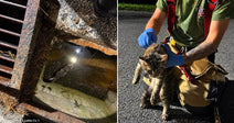 On the left, a cat is trapped in a flooded storm drain; on the right, a tattooed firefighter in gloves tends to the wet, rescued cat on pavement.