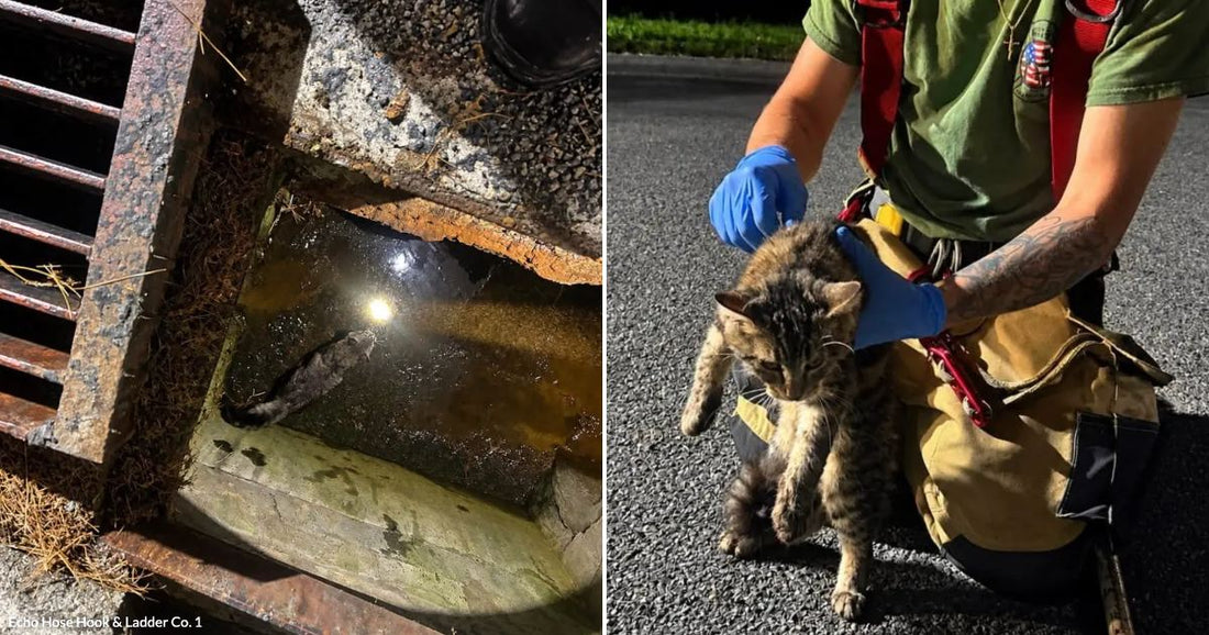On the left, a cat is trapped in a flooded storm drain; on the right, a tattooed firefighter in gloves tends to the wet, rescued cat on pavement.