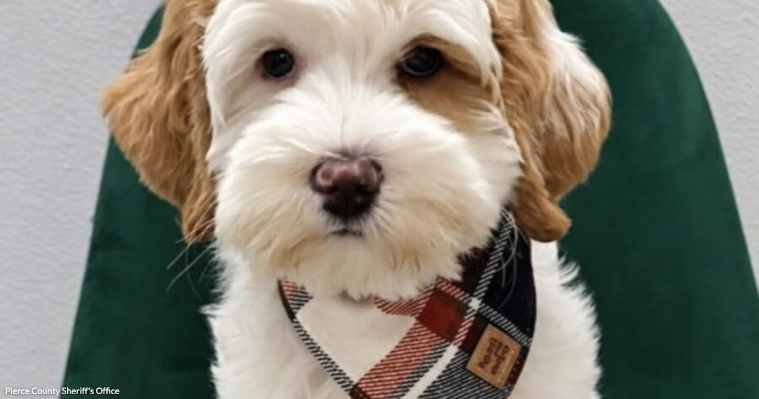 Puppy Stolen During Adoption Meeting Finally Reunites With Her Owner After Weeklong Search