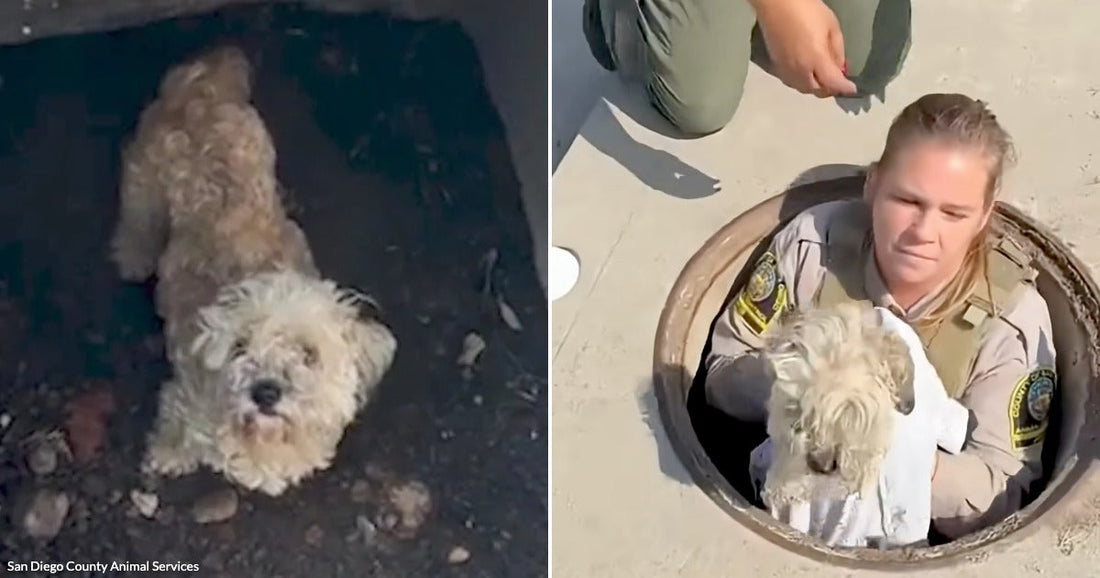 On the left, a small fluffy dog crouches inside a dark underground tunnel; on the right, a uniformed officer emerges from a manhole holding the rescued dog.
