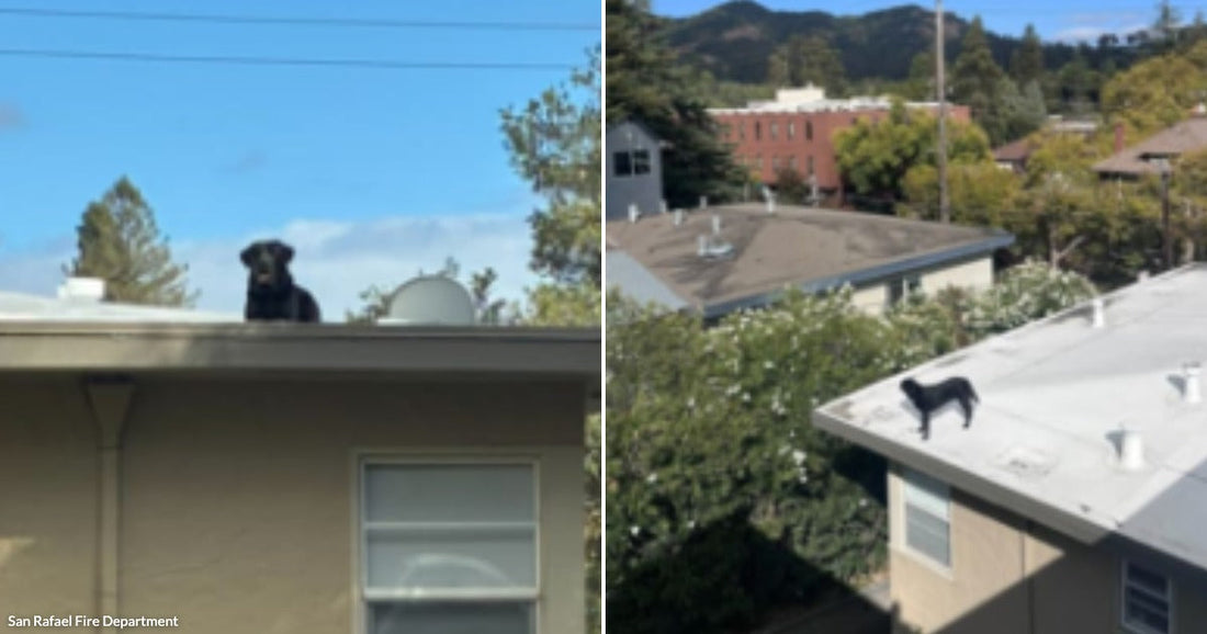 On the left, a black dog sits atop a flat rooftop; on the right, a black dog stands on a rooftop among suburban buildings.