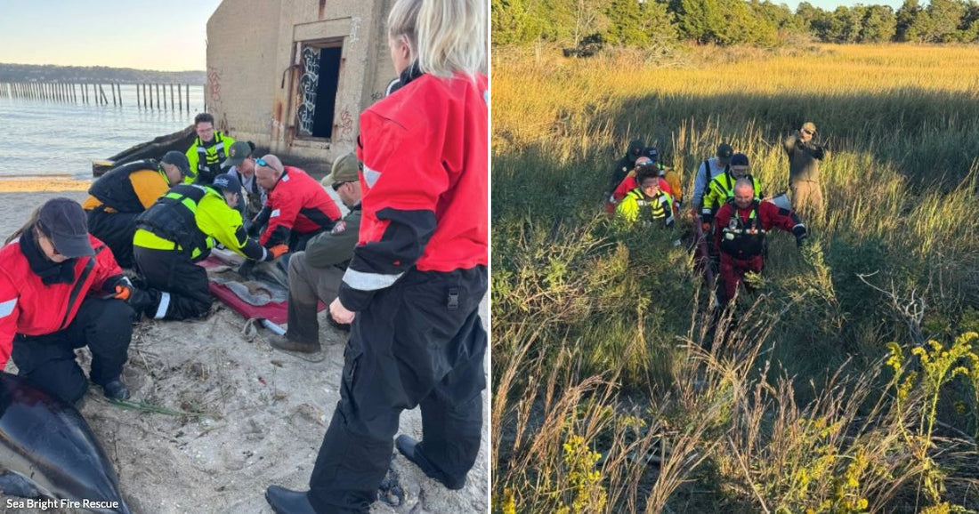 On the left, rescuers in red and yellow gear tend to a stranded dolphin on a beach; on the right, responders walk through tall marsh grass.