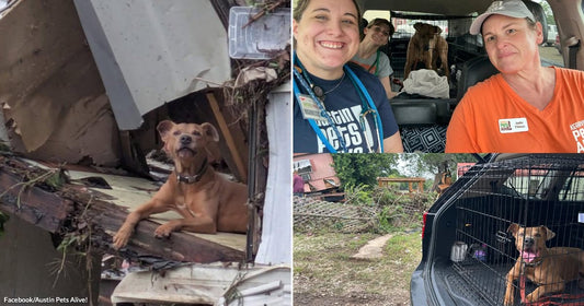 Brown dog sitting calmly amid the broken remains of a damaged home after flooding or storm destruction. Two animal rescue volunteers smiling inside a vehicle with a dog secured in a crate behind them.