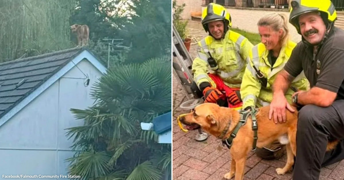 Family Looks Up and Finds Their Rescue Dog Standing on a Neighbor???s Roof