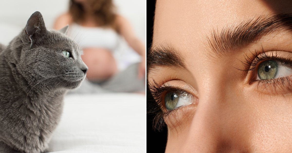 A Parasite Estimated to Infect One in Three People Can Damage Eyesight ...