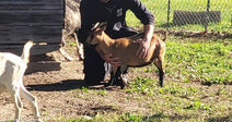 A man crouches in a grassy farm enclosure, gently holding a brown goat while a white goat approaches nearby.