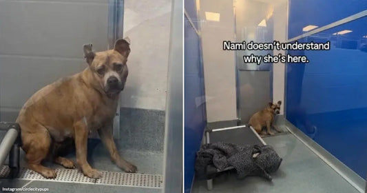 On the left, a tan pit bull mix sits alone in a shelter kennel; on the right, the same dog named Nami huddles in a blue-walled shelter kennel with a.