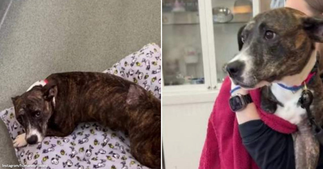 On the left, a brindle dog rests on a Snoopy-print bed in a clinical setting; on the right, a person in red holds the same dog lovingly.