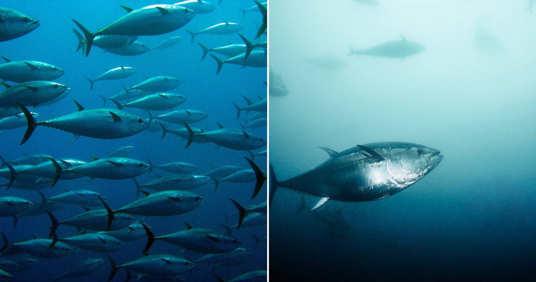 On the left, a large school of silvery tuna swims through deep blue ocean water; on the right, a single large tuna glides through misty, lighter blue water.