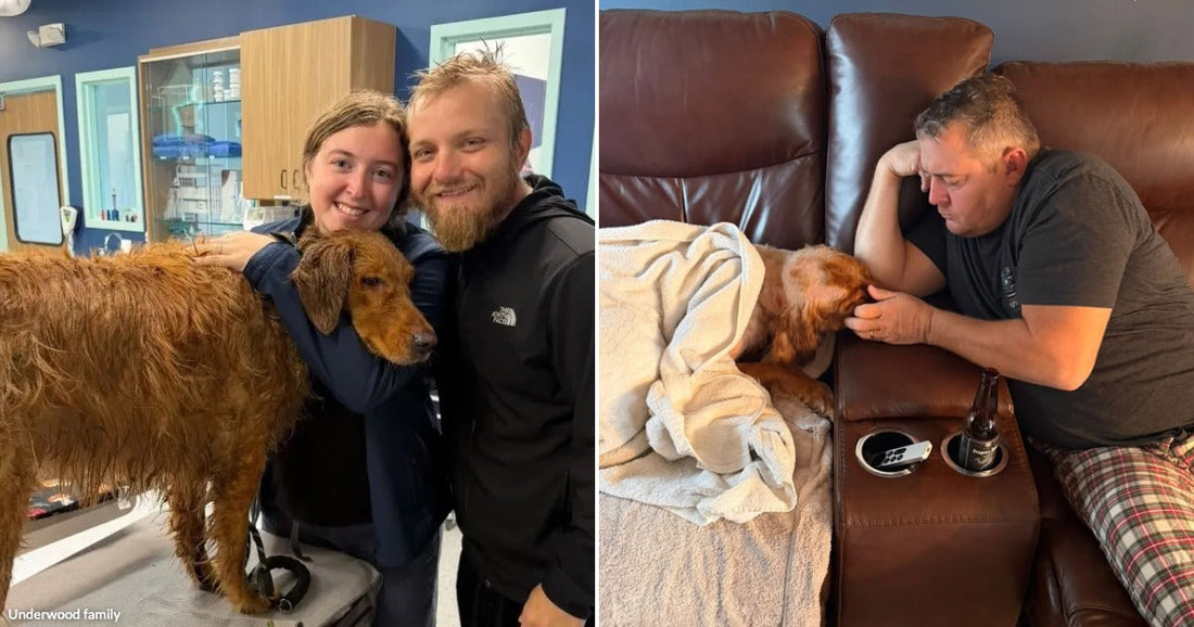 On the left, a couple hugs a wet golden dog at a vet clinic; on the right, a man sits beside a blanketed dog on a sofa.